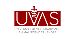 UVAS  BS BBA DVM Pharm.D Lahore Admission 2023